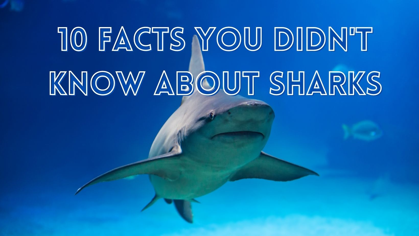 Cool sharks facts