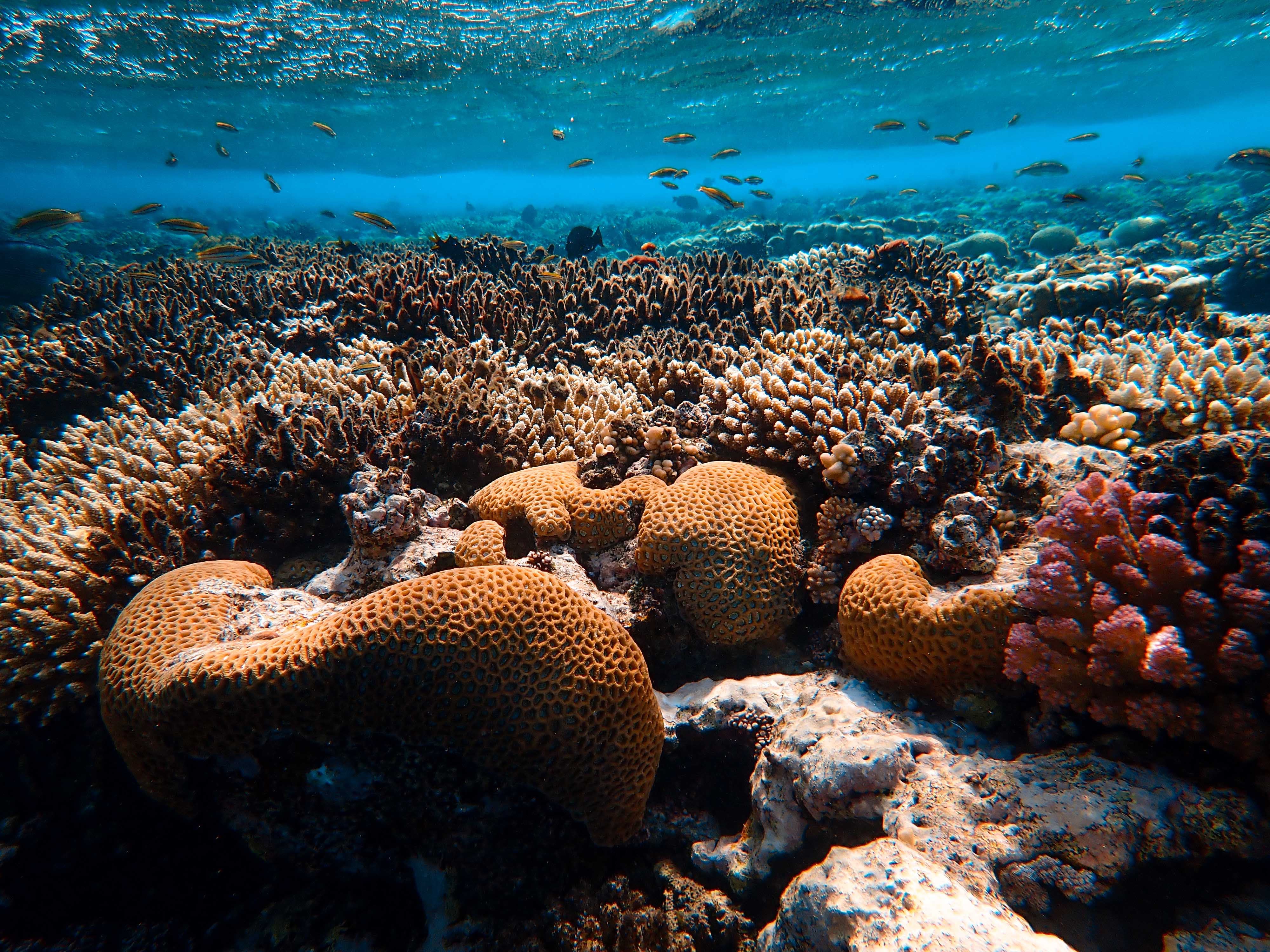 Importance Of Coral Reefs To People