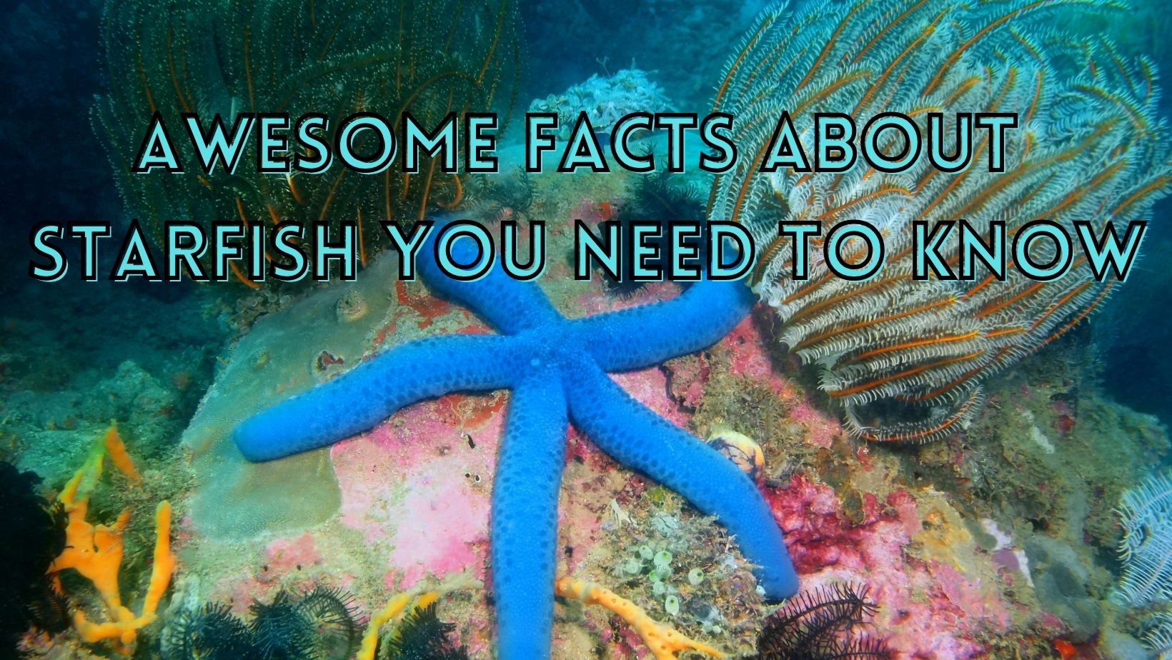 Starfish facts