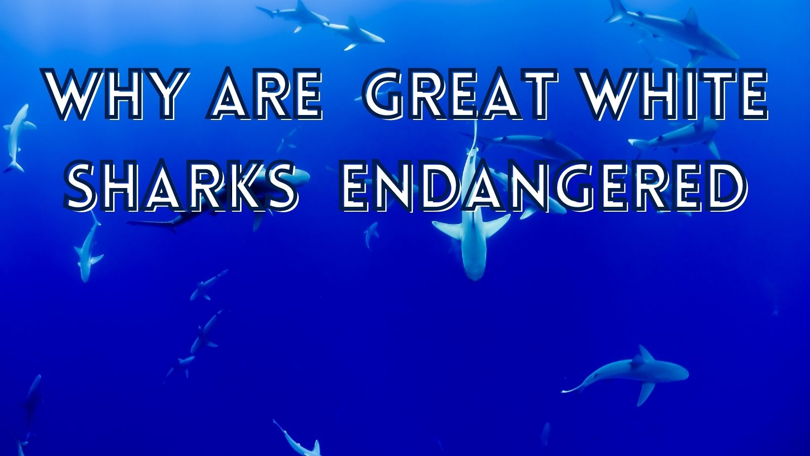 Are sharks endangered